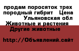 продам поросяток трех породный гибрит › Цена ­ 3 000 - Ульяновская обл. Животные и растения » Другие животные   
